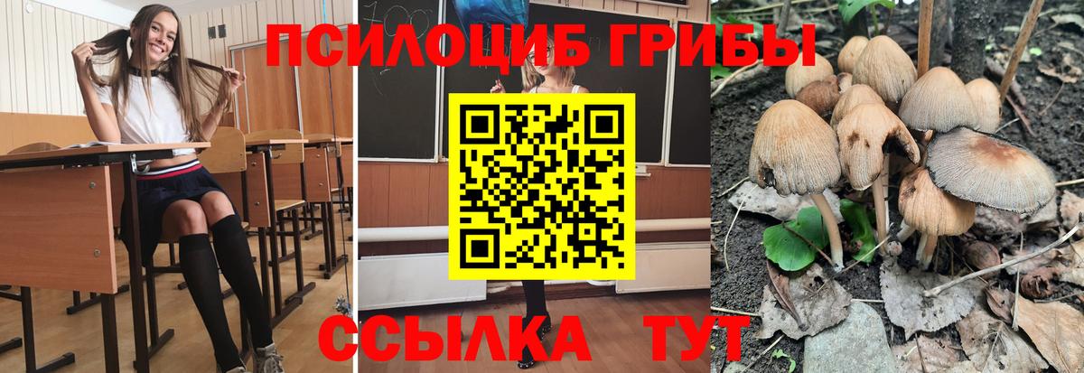 Галлюциногенные грибы Psilocybine cubensis Бутурлиновка